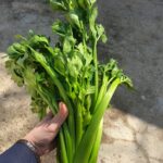 Sedano 1kg (Copia)