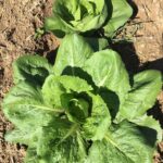 Lattuga romana 1kg (Copia)