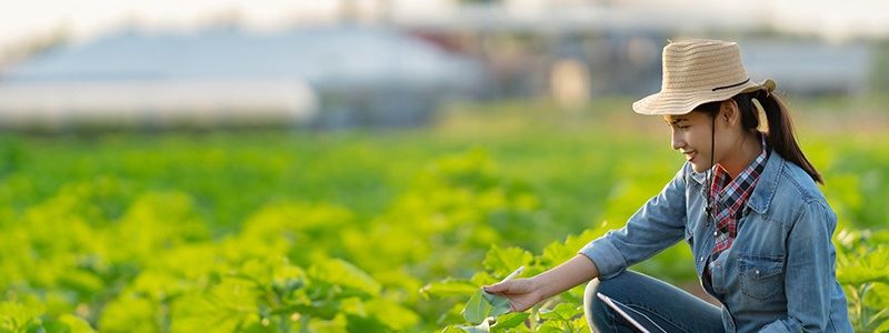 Farmer are planning to farm on tablets.